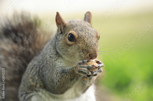 Εκτύπωση καμβά Squirrel eating
