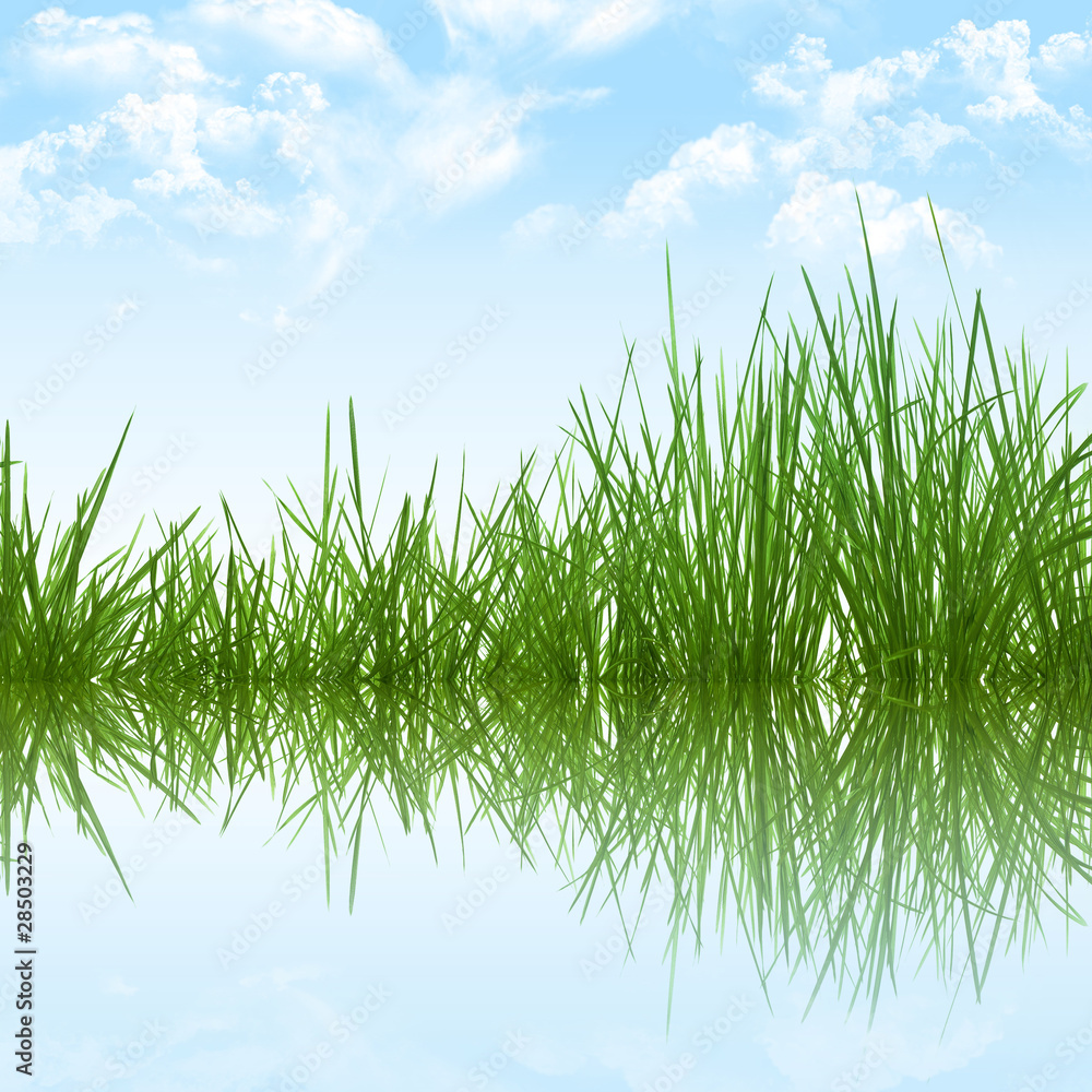 Fototapeta premium Gras-Landschaft