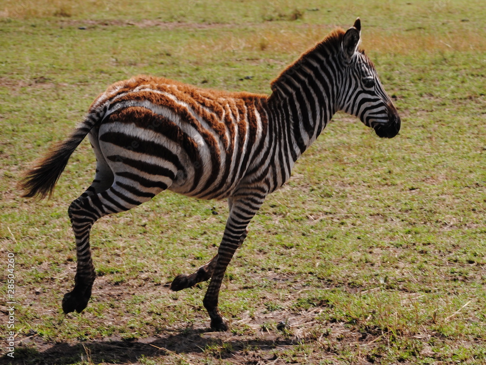 Fototapeta premium Cebra joven