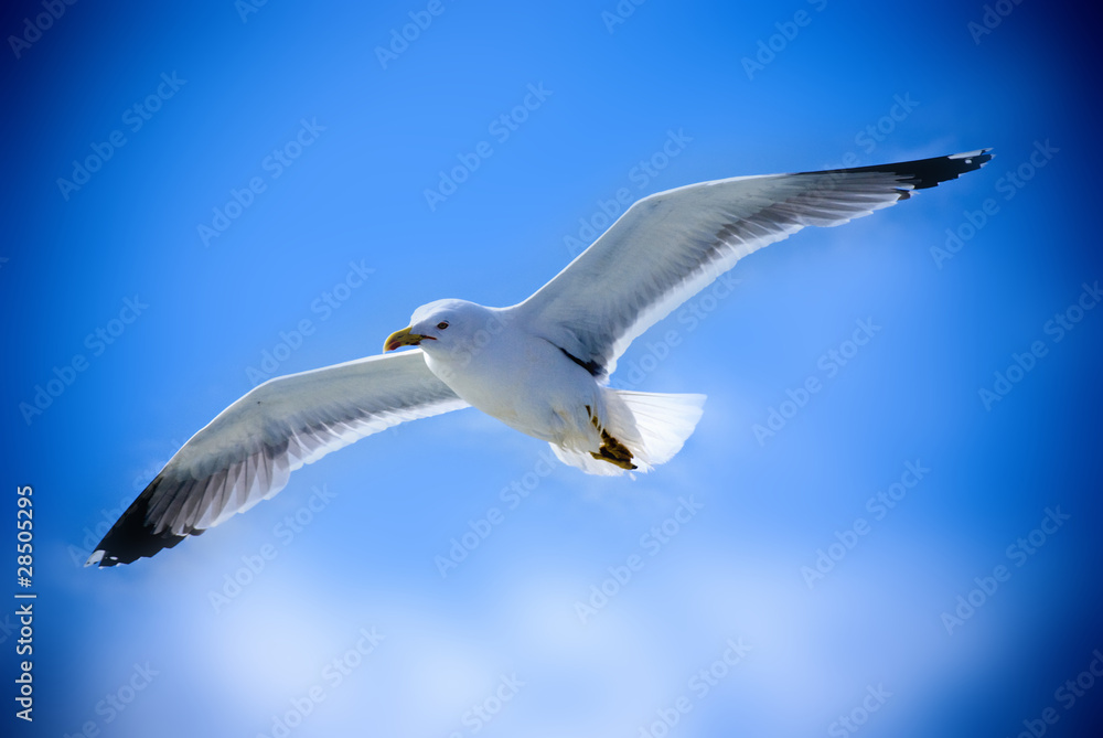 Obraz premium gabbiano