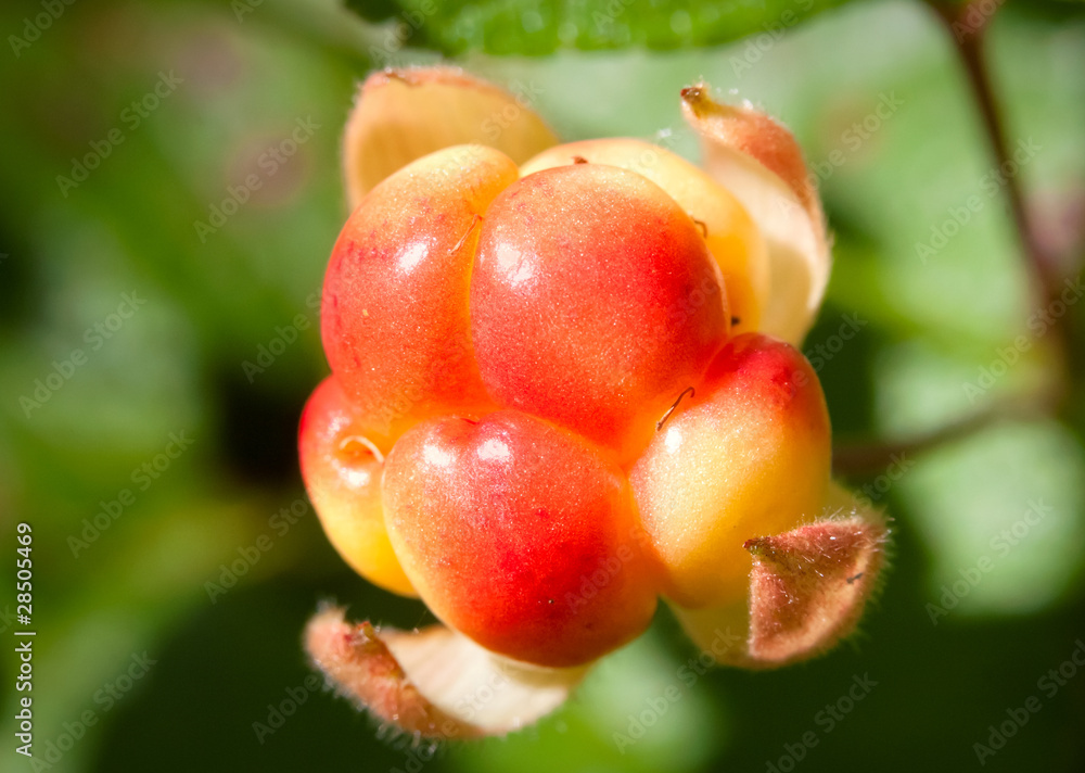 Cloudberry