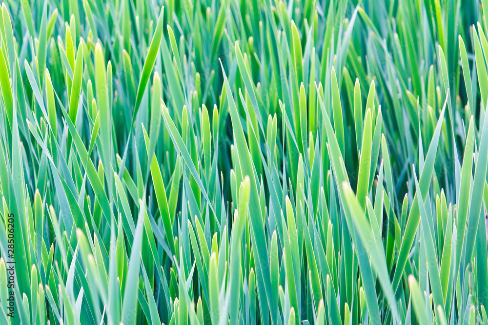 Reeds on the bank of lake for floral background Reeds on the bank of lake for floral background