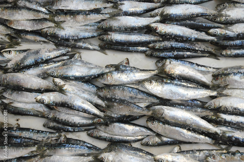 frischer Fisch vom Markt