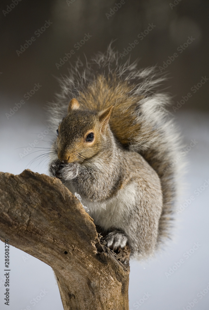 Obraz premium Winter squirrel