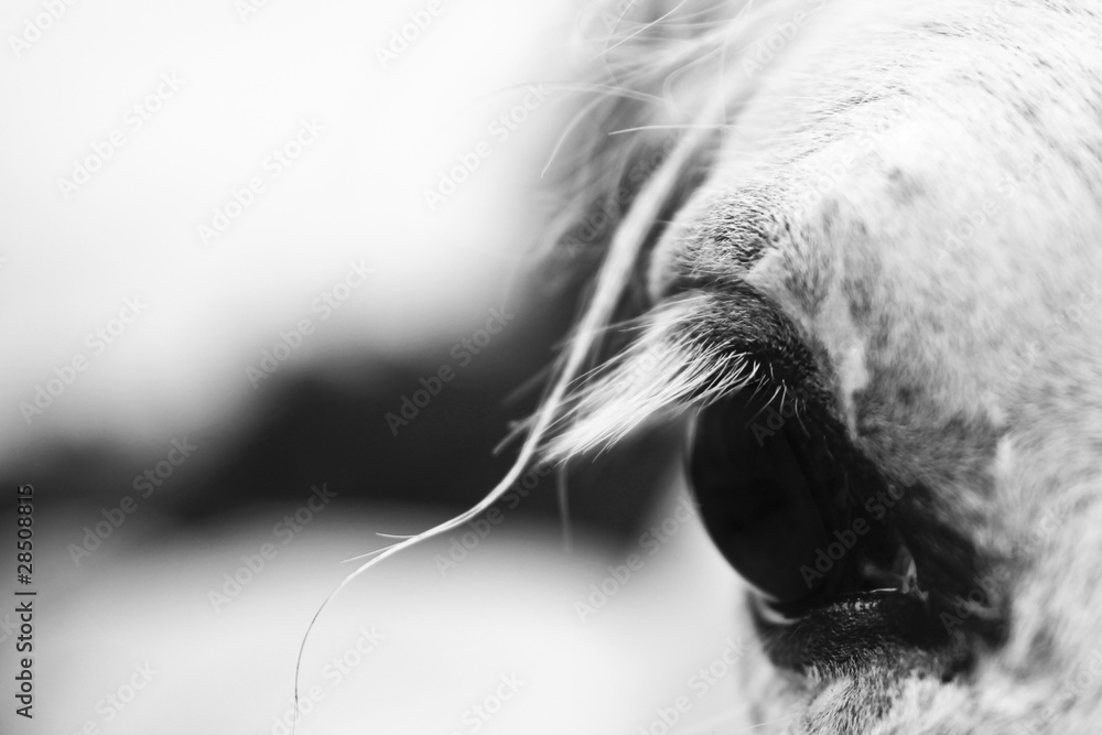Fototapeta premium White horse's black and white art portrait