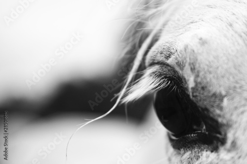 White horse's black and white art portrait #28508815