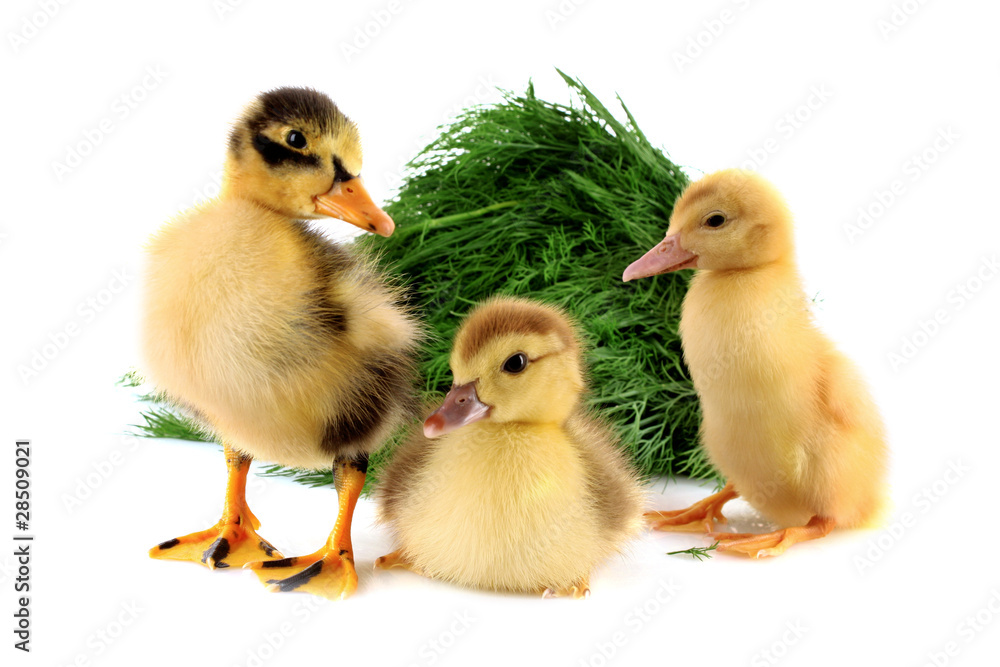 Fototapeta premium Three ducklings on green grass background isolated on white