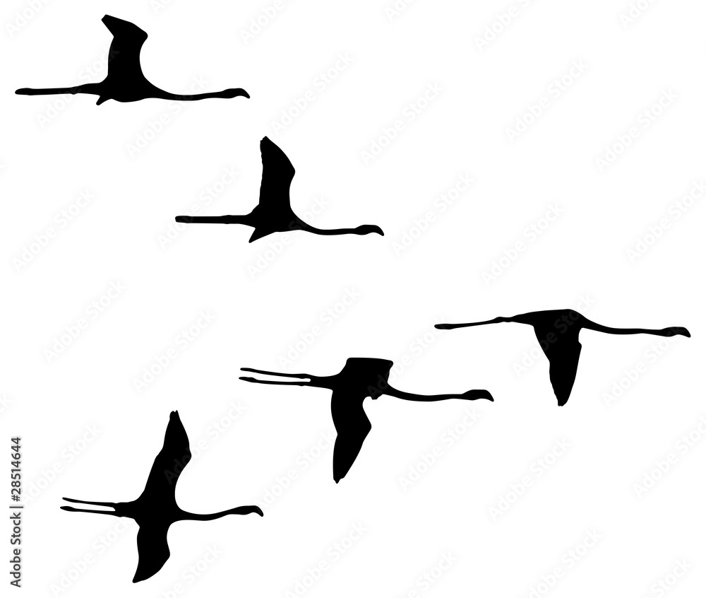 Fototapeta premium migratory birds