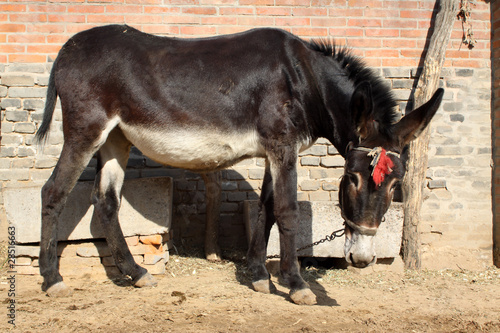 Wallpaper Mural close up of donkey Torontodigital.ca