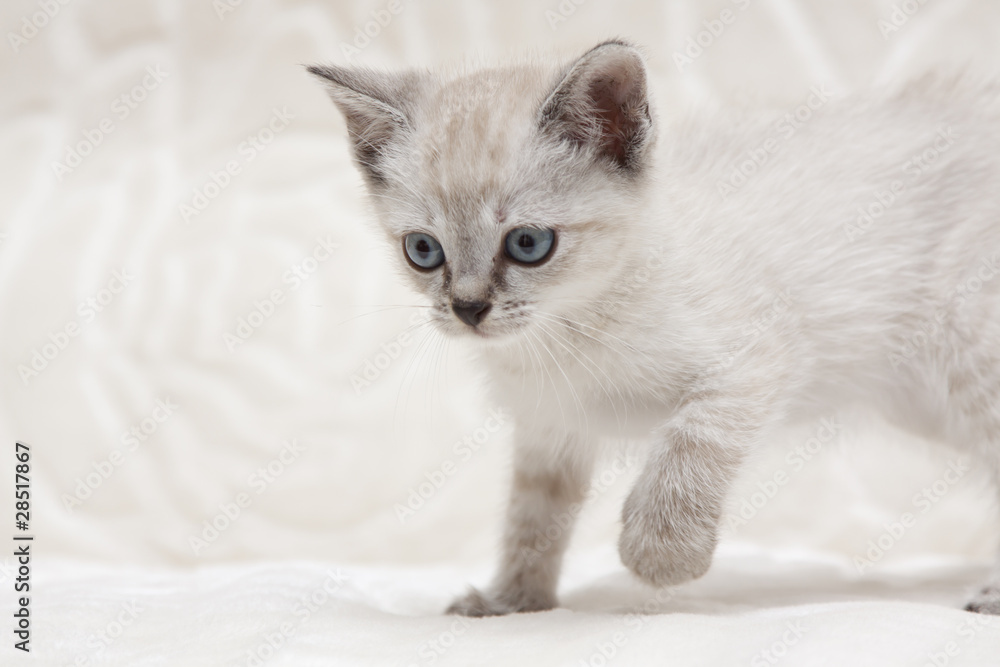 Little cat Little cat
