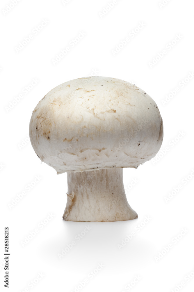 Whole single fresh champignon Whole single fresh champignon