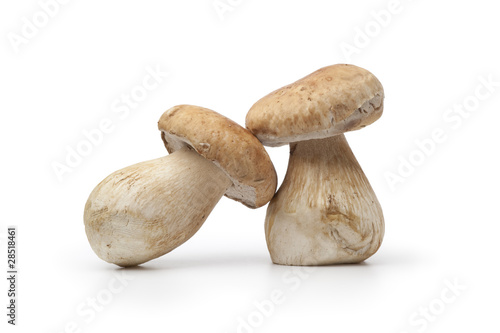 Whole cep mushrooms