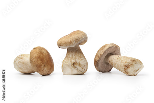 Fresh cep mushrooms