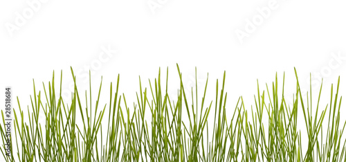 Green grass on white
