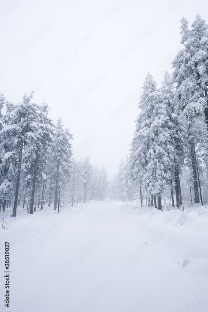 Winterwald Winterwald