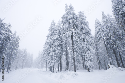 Wallpaper Mural Winterwald Torontodigital.ca