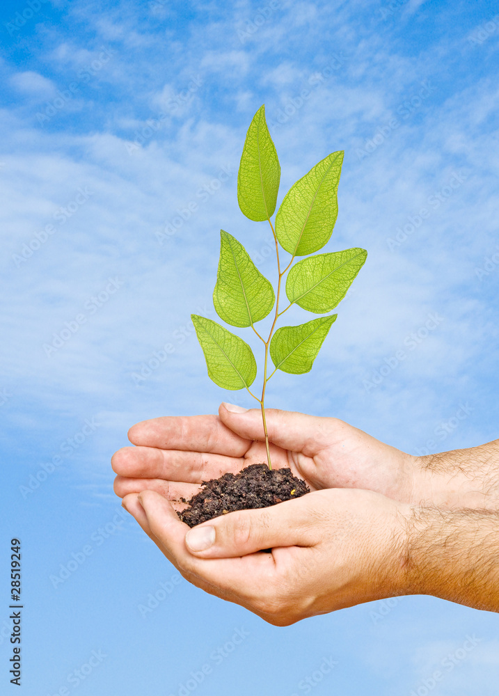 sprout in palms as a symbol of nature protection sprout in palms as a symbol of nature protection