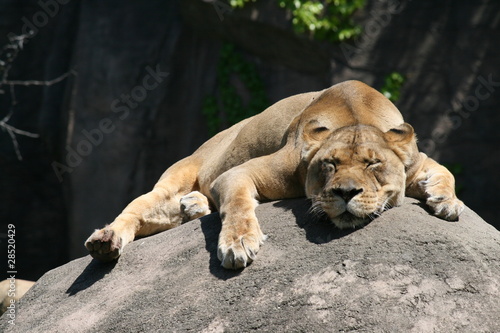 Lion photo