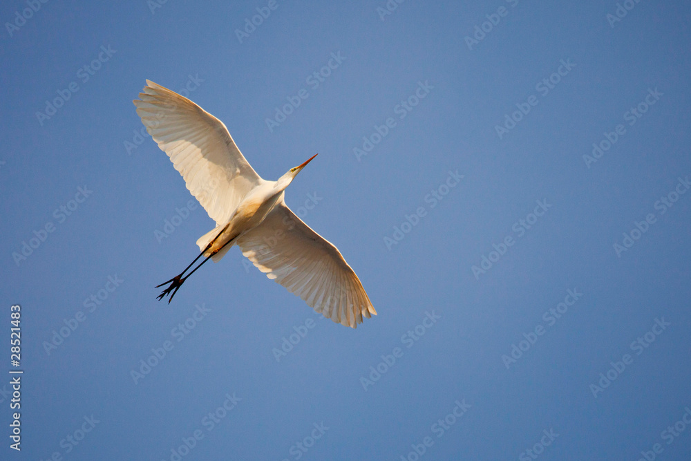grande aigrette grande aigrette