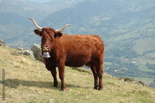 Obraz na plátně vache salers et sa cloche