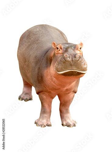 hippopotamus isolated photo
