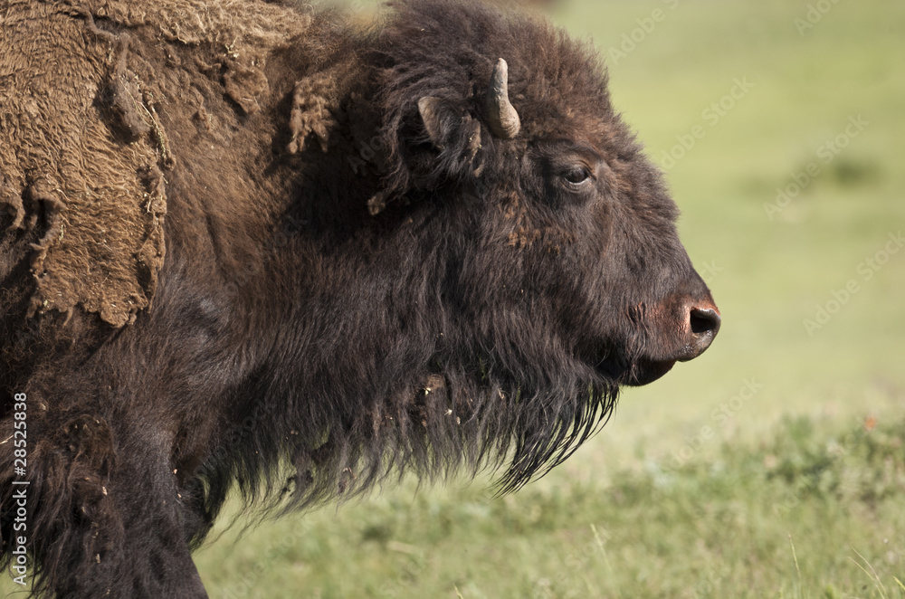 Bison