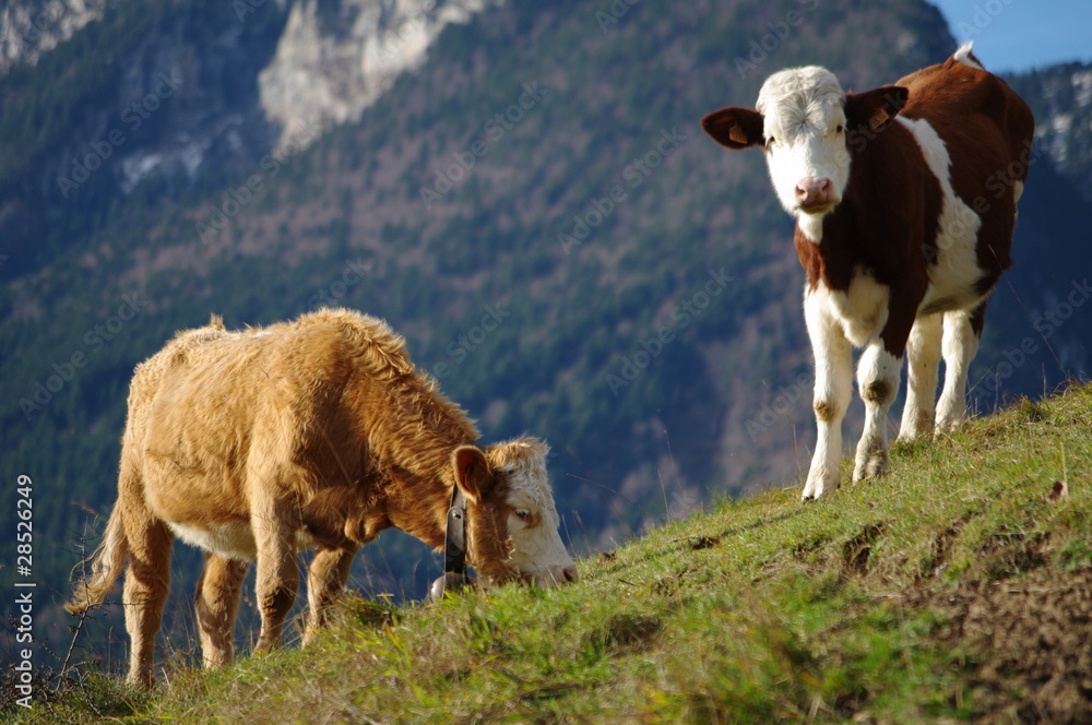Fototapeta premium vaches à l'alpage