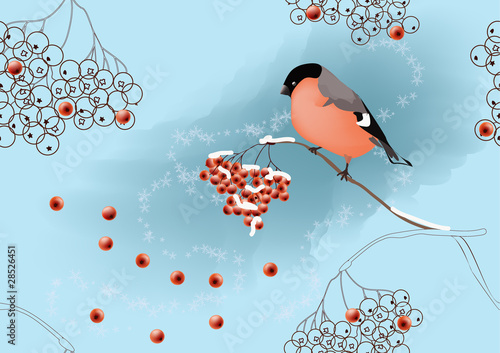 Bullfinch on ashberry (vector)