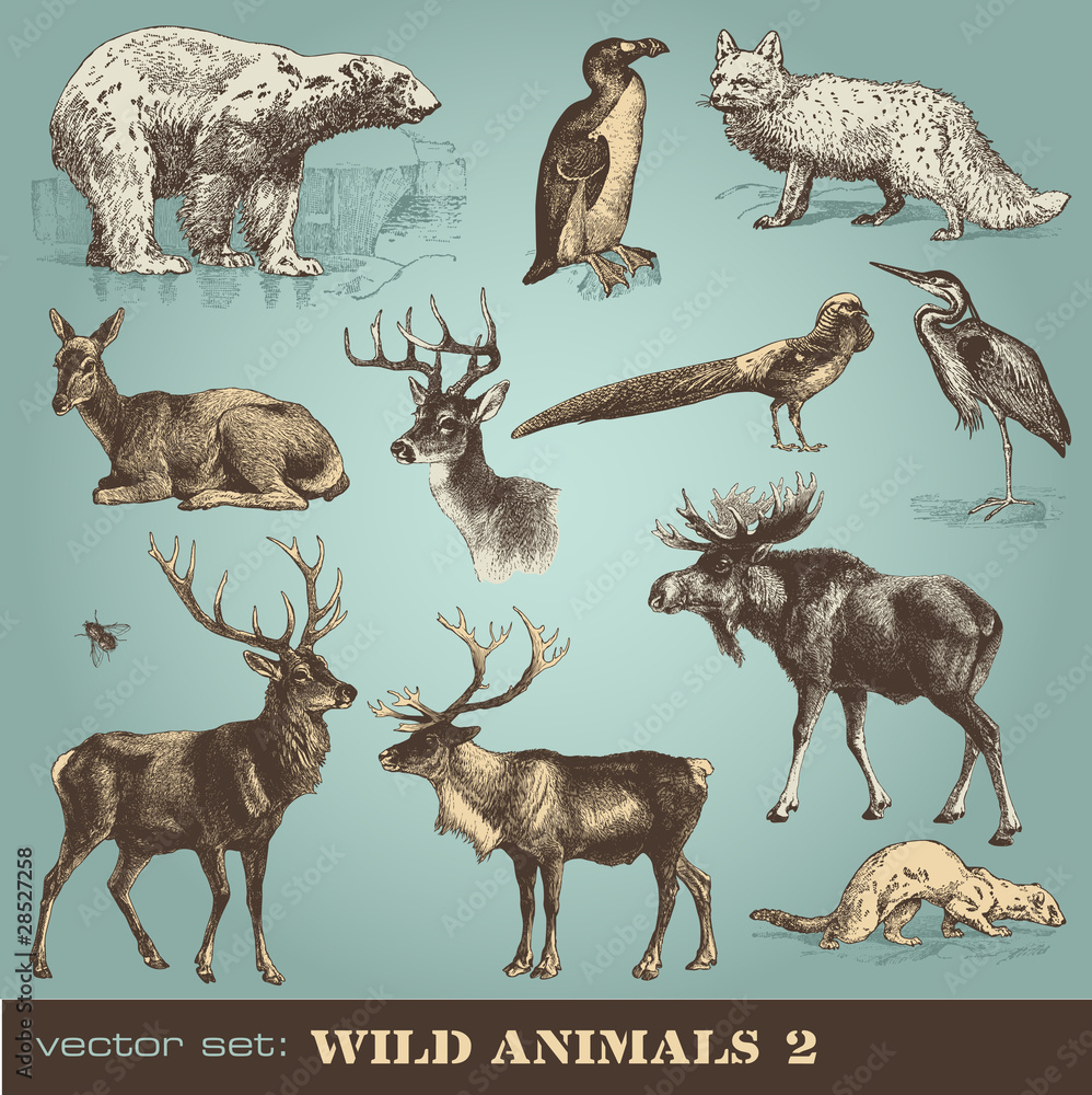 Fototapeta premium vector set: wild animals 2