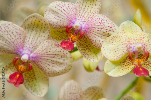 Orchid