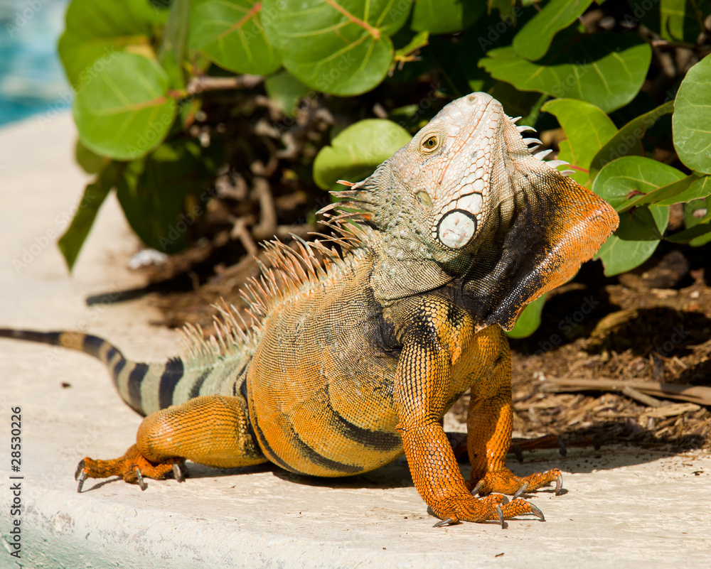 Fototapeta premium Iguana mating dance