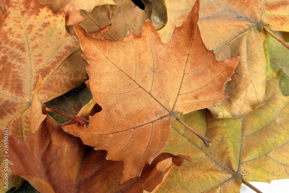 Plane tree leaf