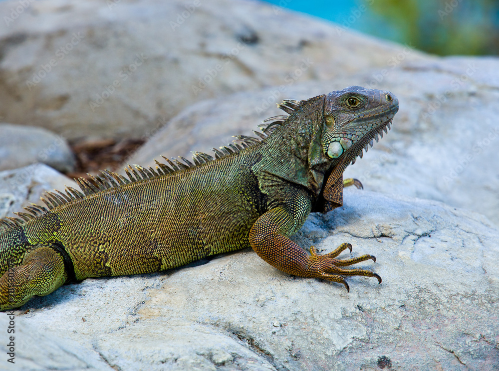 Iguana on rocks