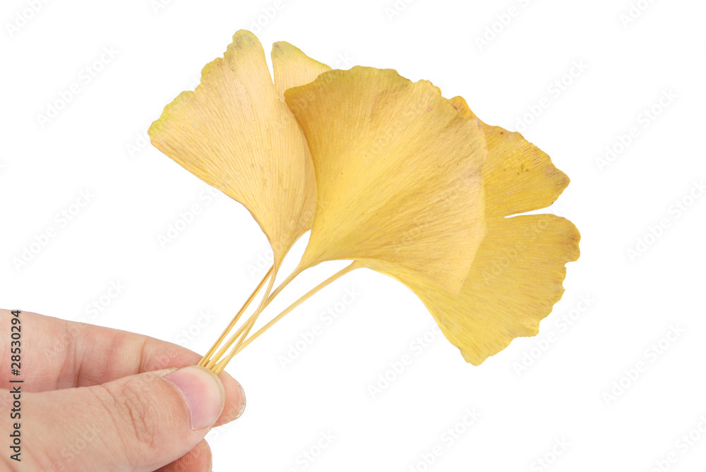 Naklejka premium Ginkgo leaf