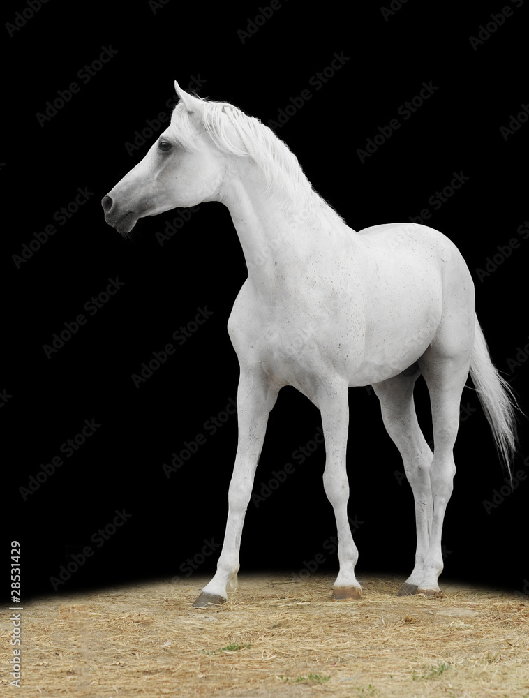 white horse on black isolated