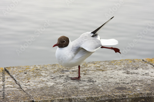 lachmöwe