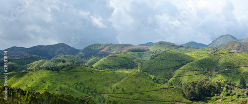 Panorama of tea plantations