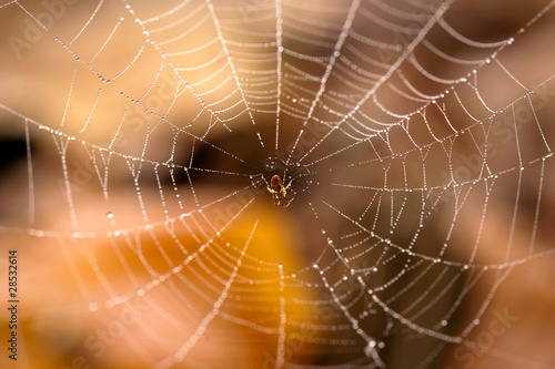 spider web