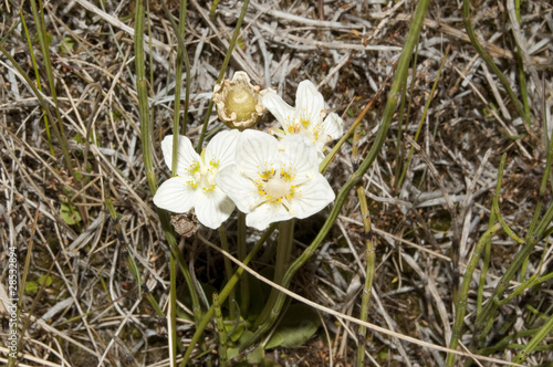 Hepática blanca (Parnassia palustris) photo