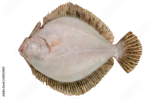 Psetta maxima