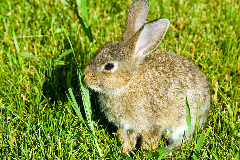 fluffy rabbit nibble the green grass fluffy rabbit nibble the green grass