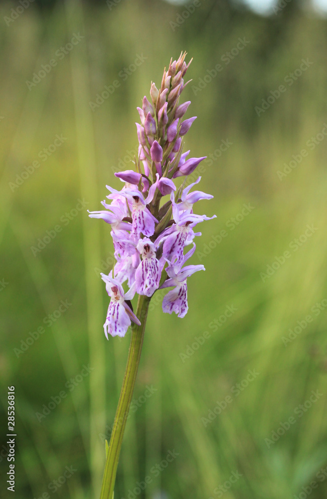 Obraz premium Dactylorhiza orchid
