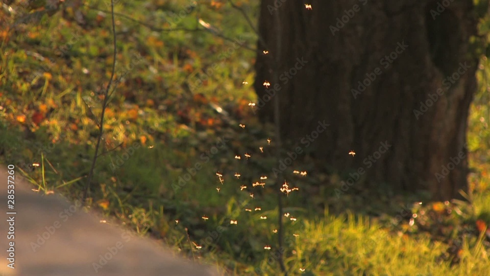 Large Tree and Footpath in sunbeams Large Tree and Footpath in sunbeams