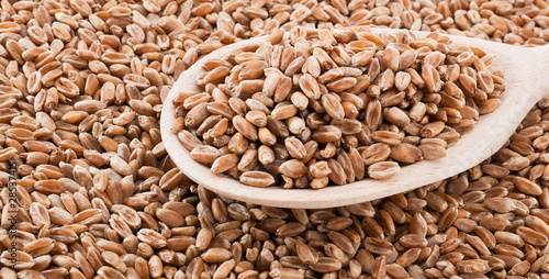 Wheat on spoon