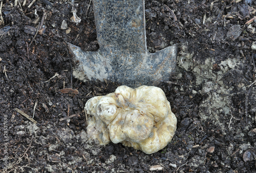 Obraz premium digging up a white truffle