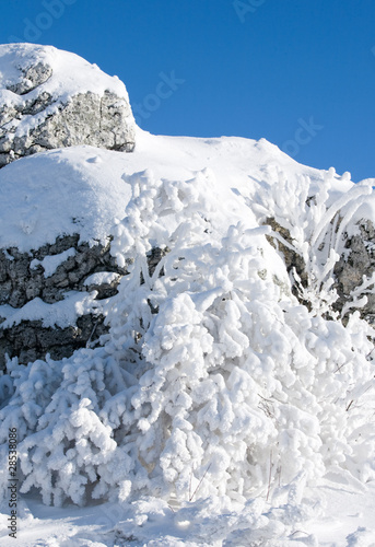 Wallpaper Mural Frozen trees in the winter forest - mountains Torontodigital.ca