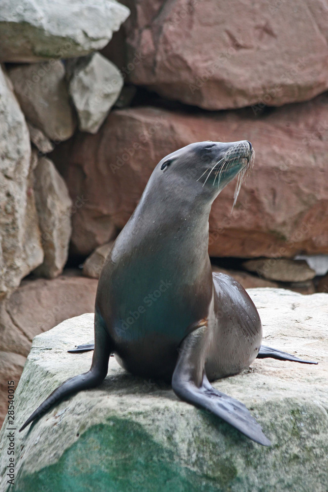 Fototapeta premium Sea lion sitting on a rock