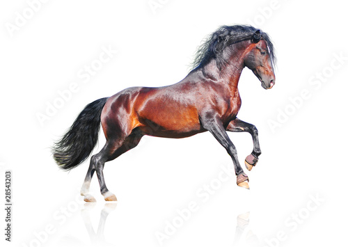 bay horse isolated on white