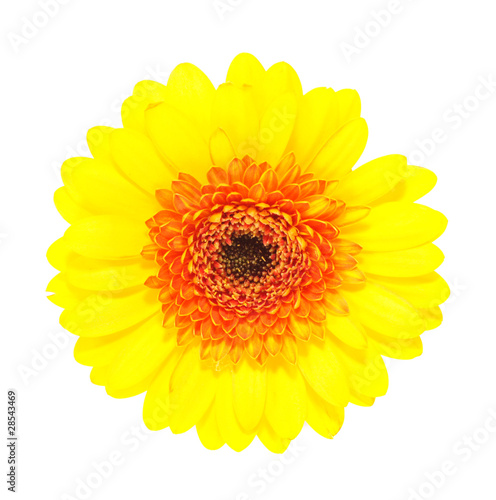 Yellow gerbera, isolated.