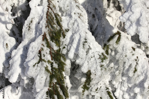 Wallpaper Mural snow covered pinetree, wintertime Torontodigital.ca